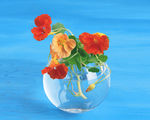 水植插花 花造型设计