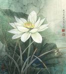国画荷花