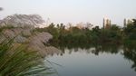 湖光美景