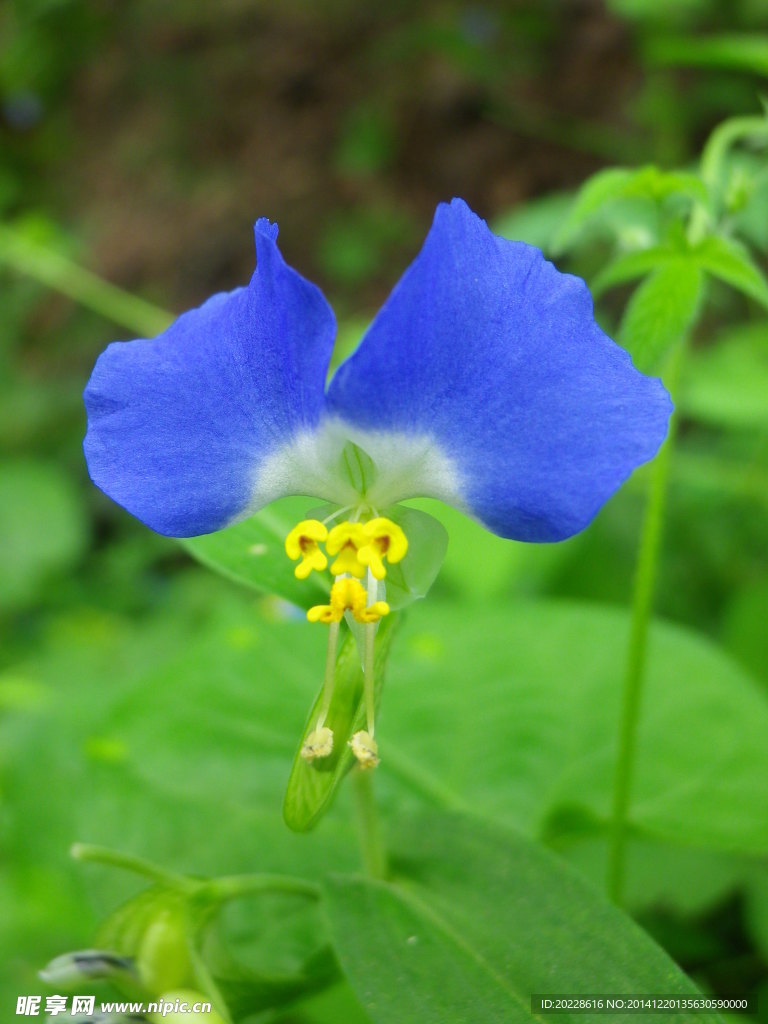 野兰花