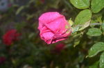 玫瑰花植物
