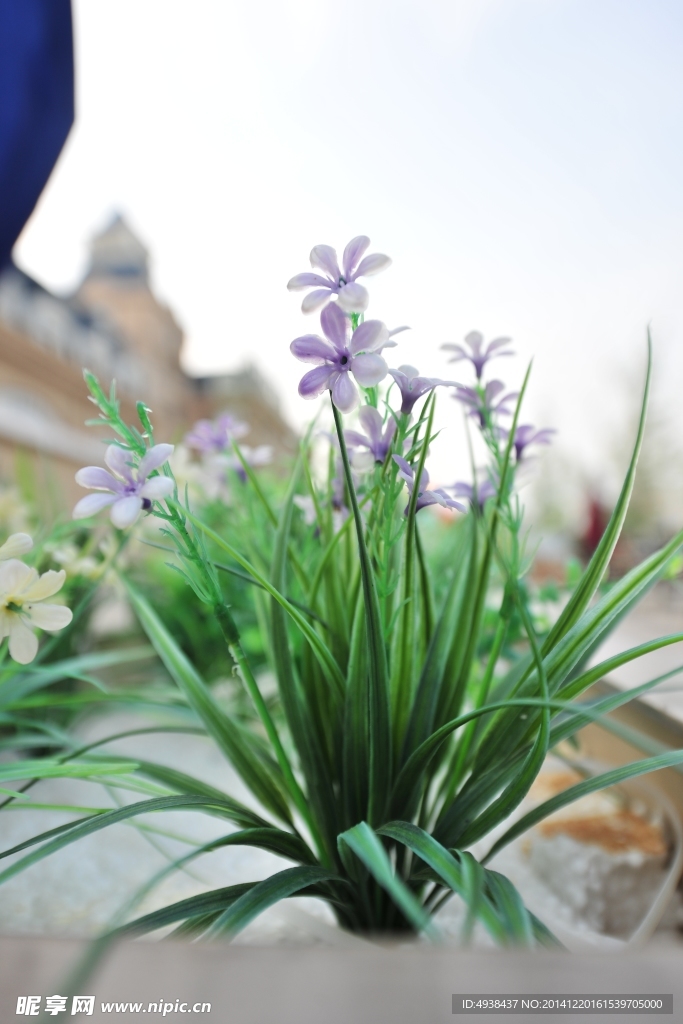 塑料花