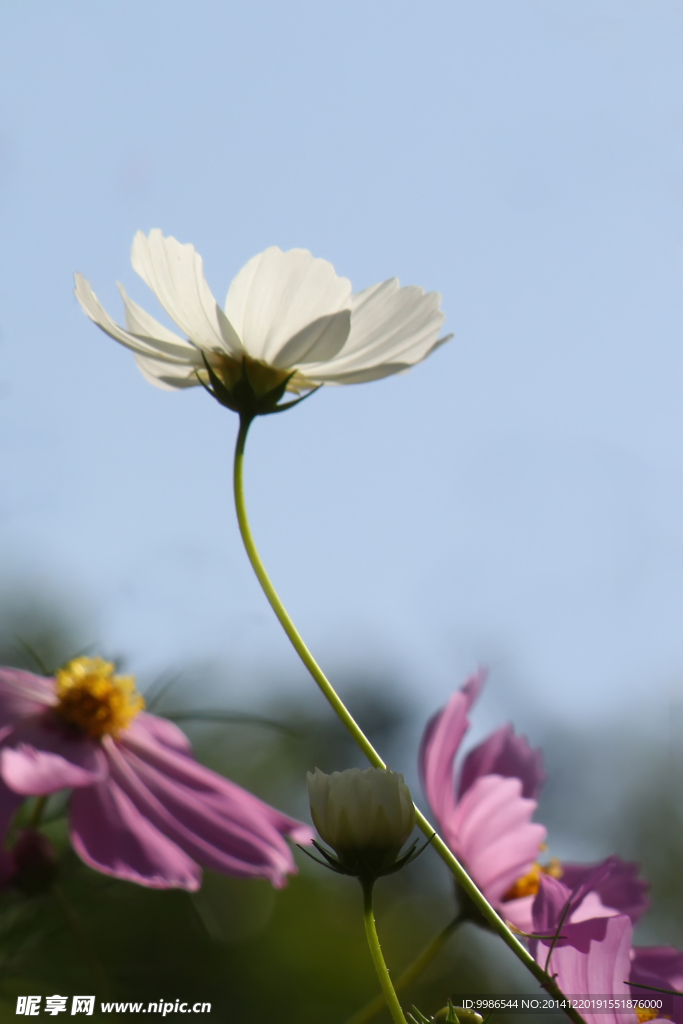 格桑花