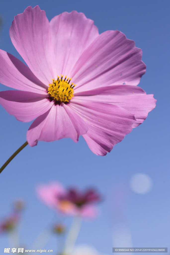 格桑花