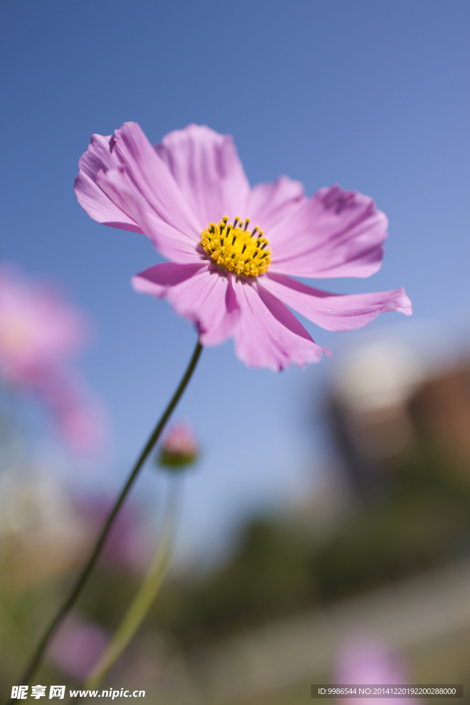 格桑花