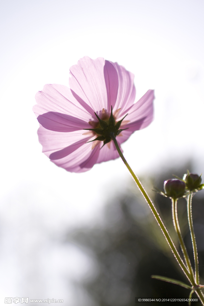 格桑花