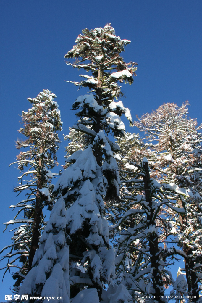 雪景