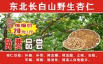 东北长白山野生杏仁.