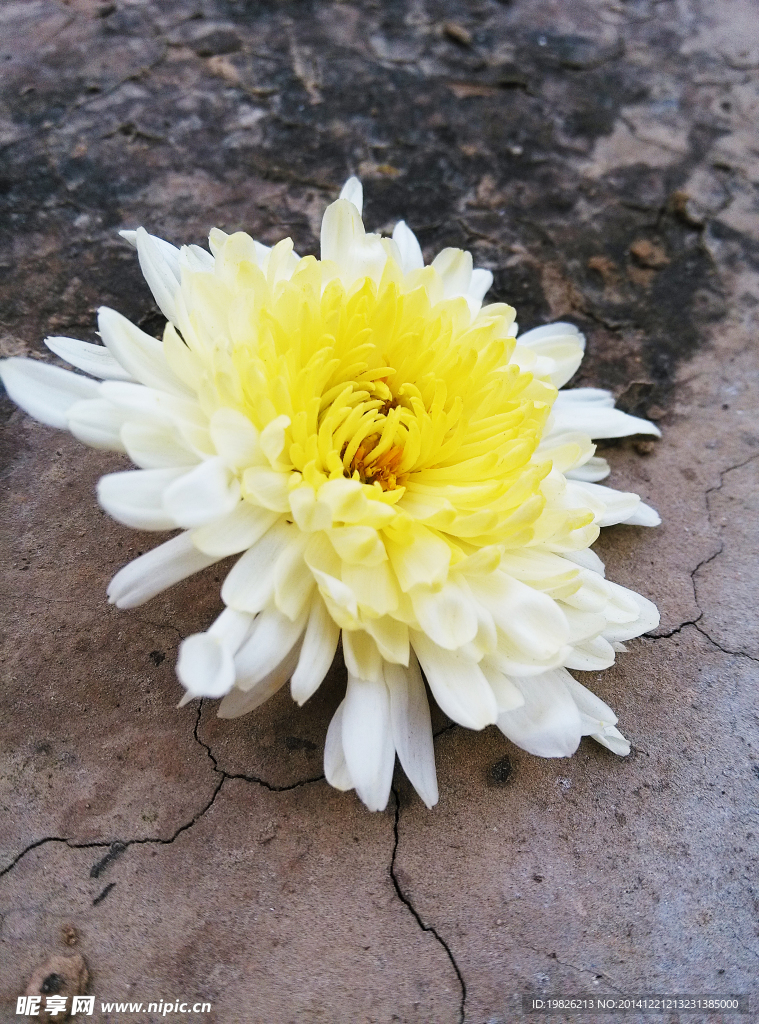 菊花 黄色
