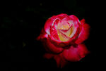 鲜红玫瑰
