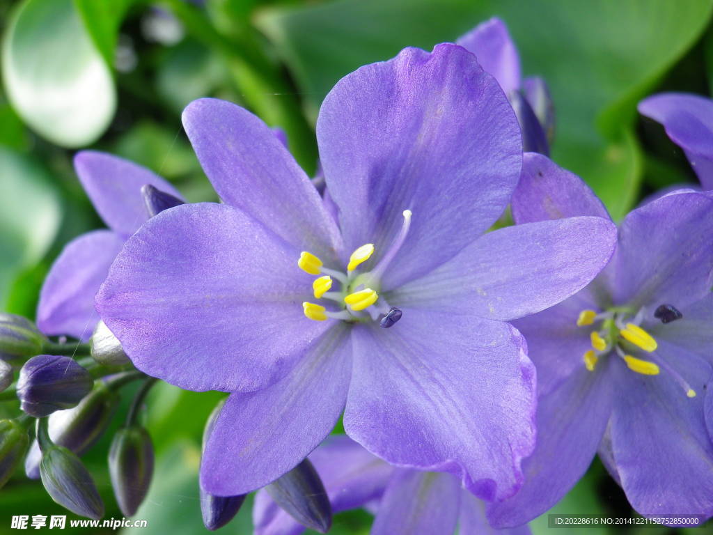 水葫芦花