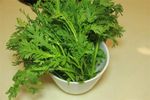皇帝菜