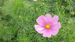 小花