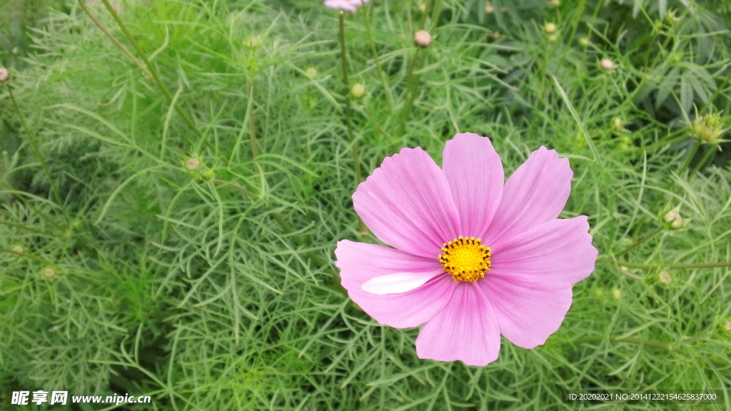 小花