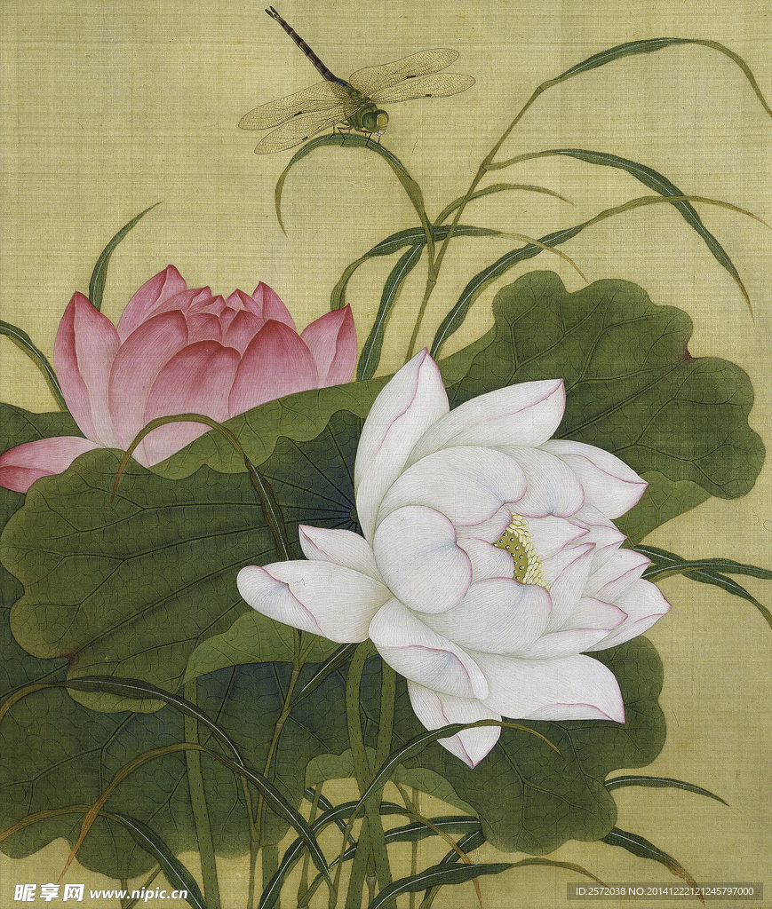 荷花蜻蜓图
