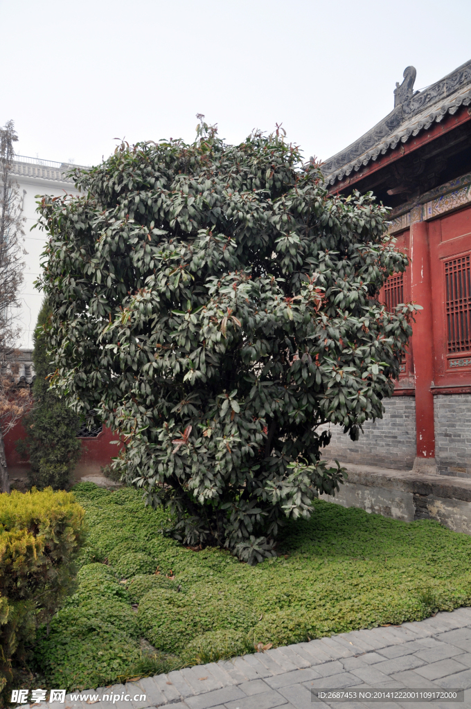石楠