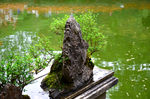 盆景