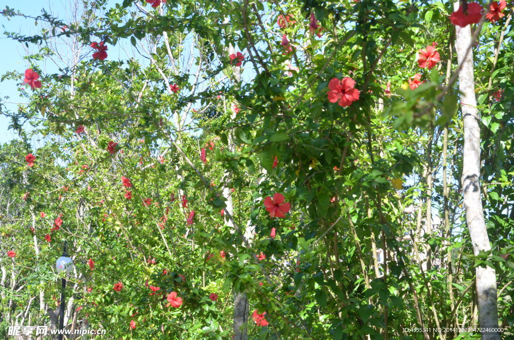 扶桑花