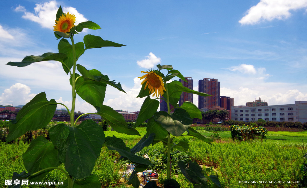 菜园向阳花