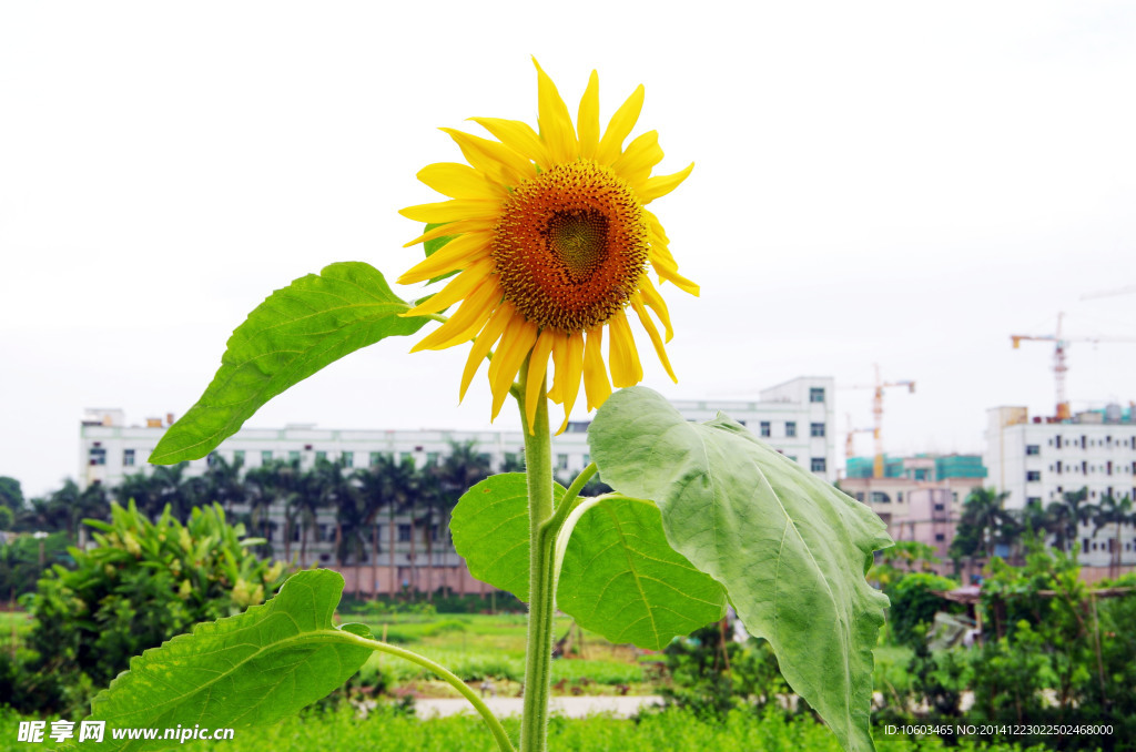 菜园向阳花