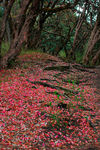 尼泊尔山区树木与红色花朵