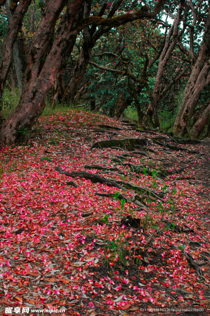 尼泊尔山区树木与红色花朵