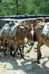 尼泊尔山间运输家畜