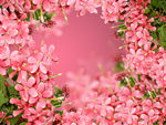 花瓣海报