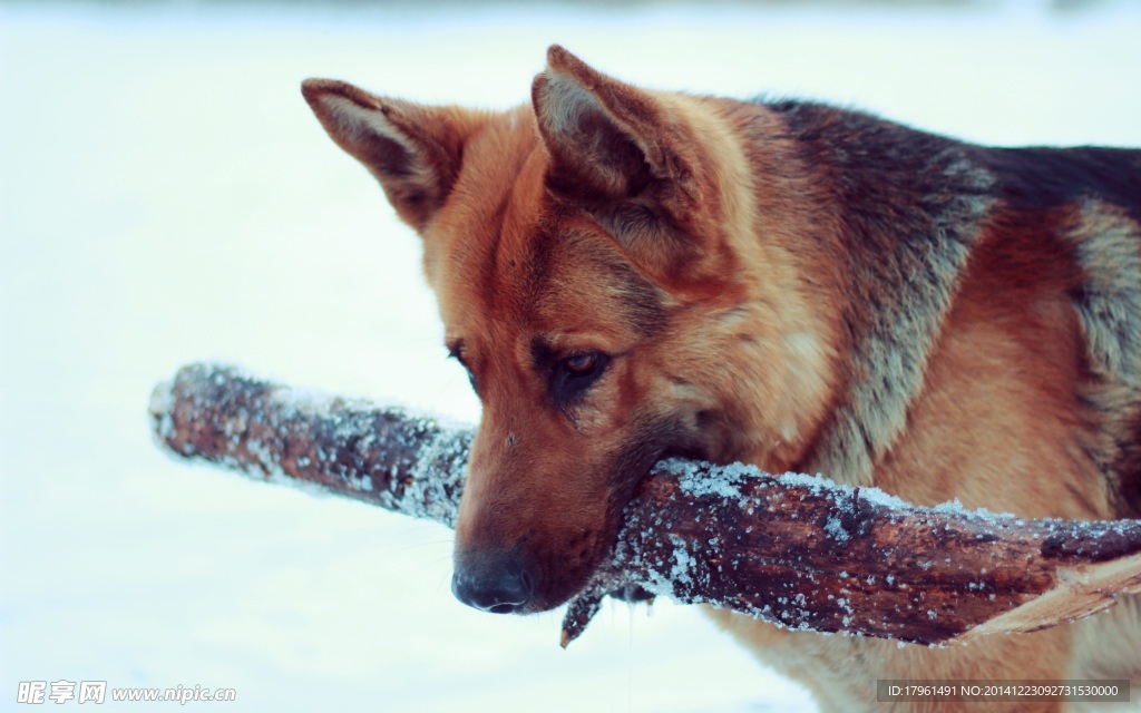 雪狼