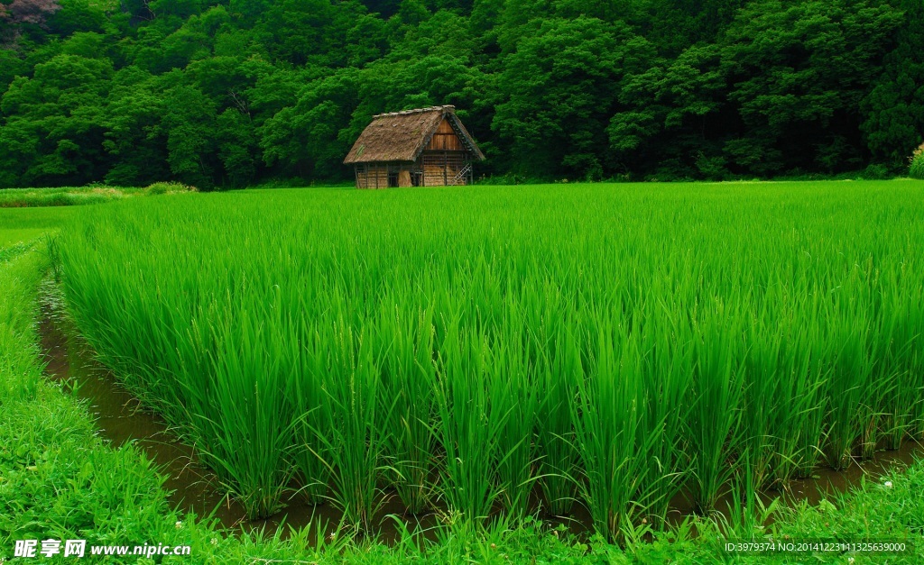 碧草悠悠 森林小屋