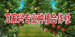 苹果