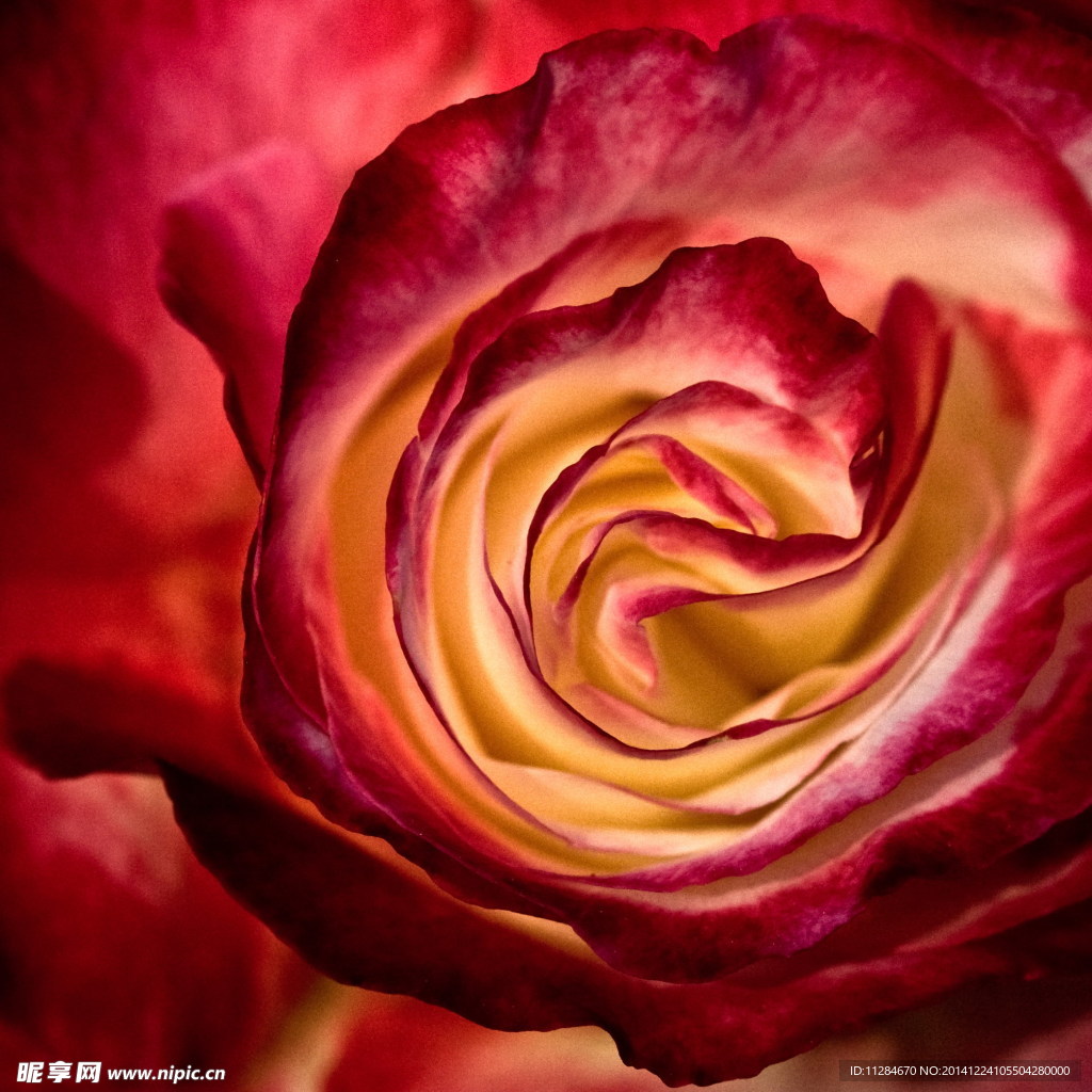 玫瑰花心