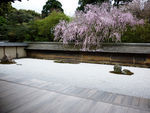 樱花树庭院