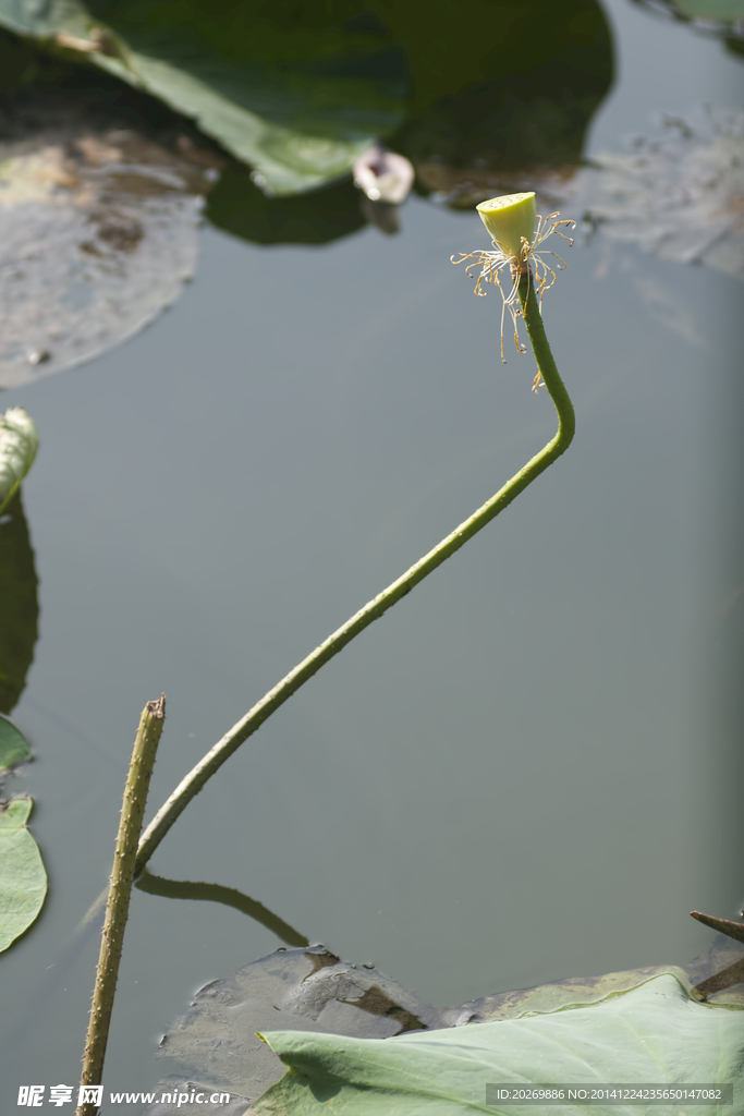 莲蓬
