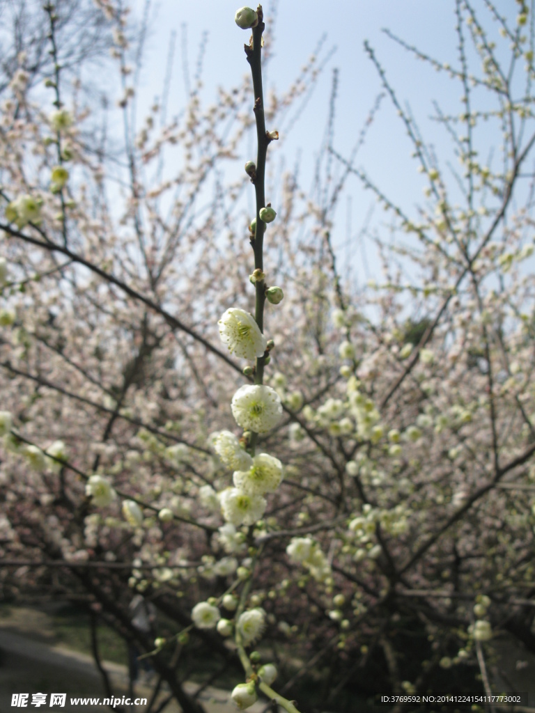白梅花