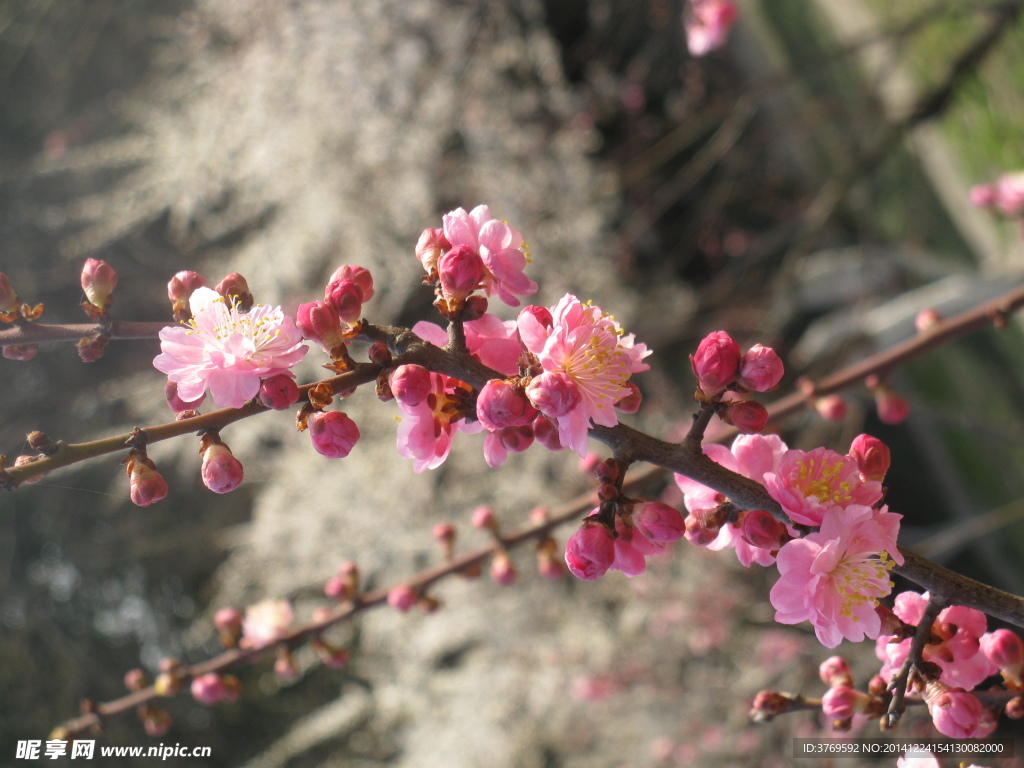 红梅花