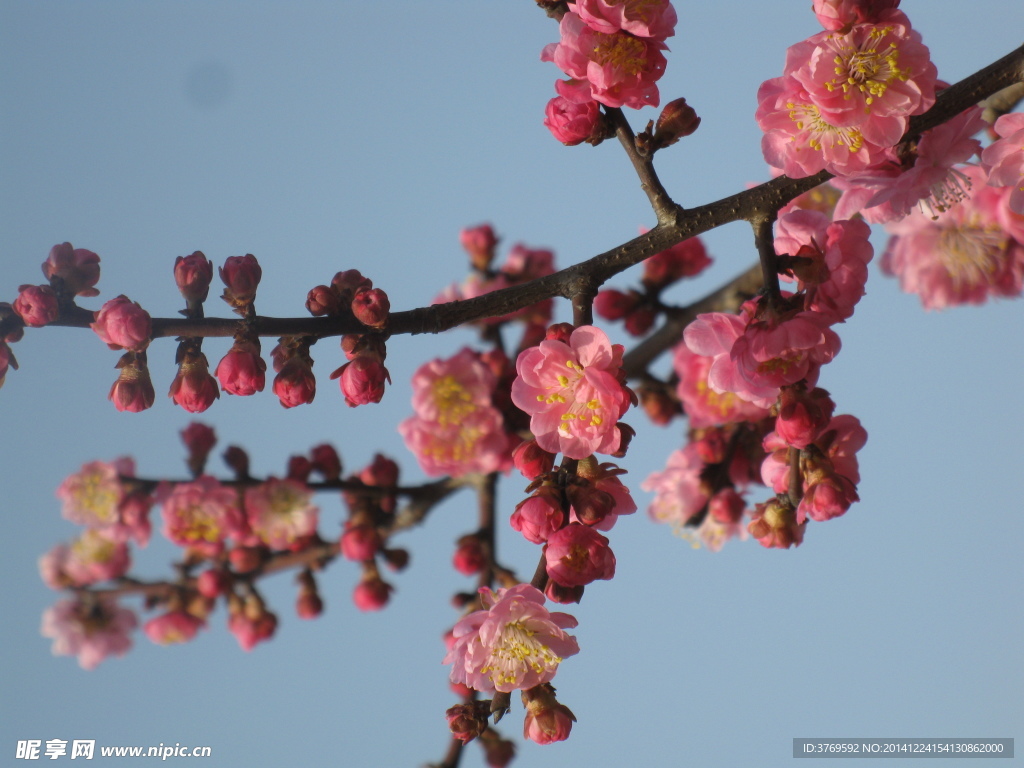 红梅花