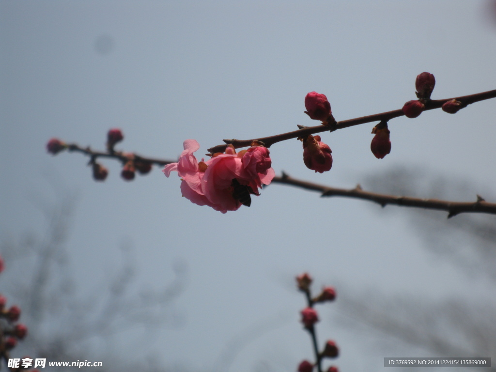 梅花