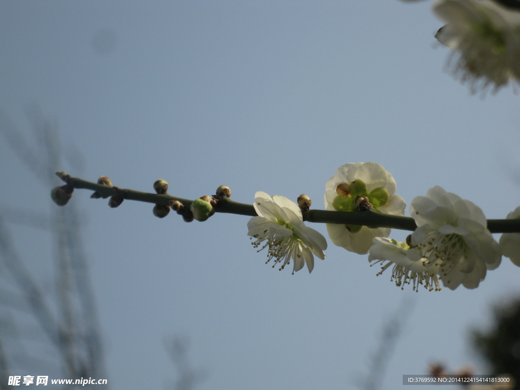 白梅花