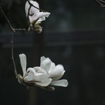 玉兰