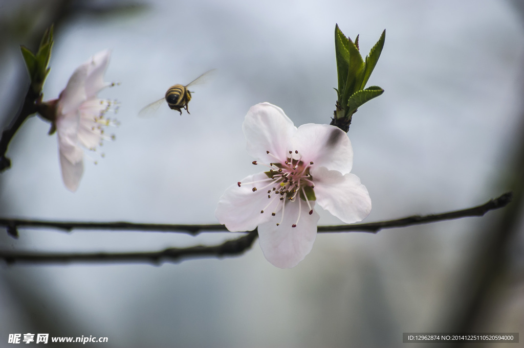 桃花