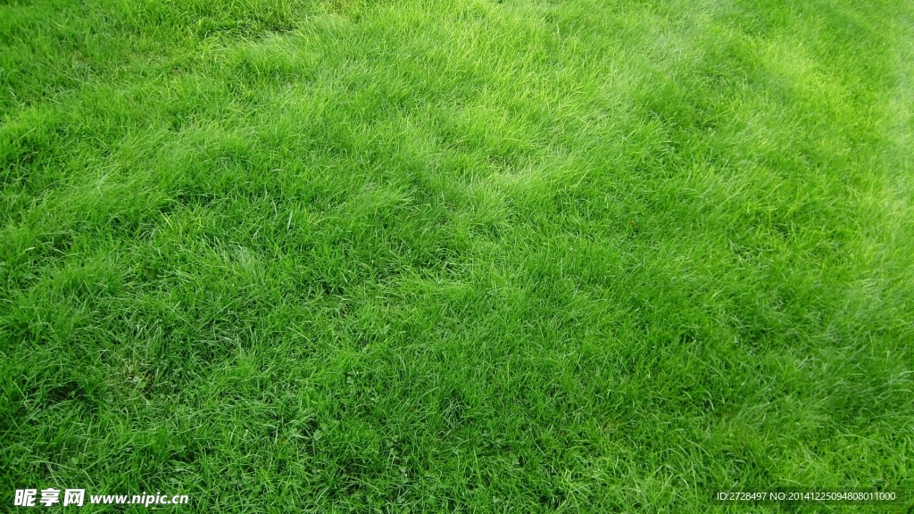 美丽的绿色草地摄影