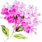 矢量鲜花