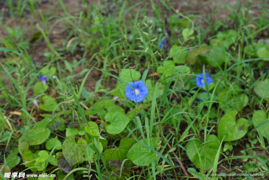 牵牛花