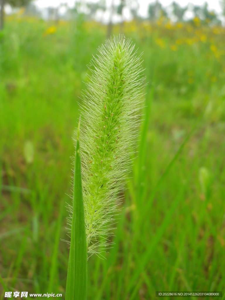 狗尾草