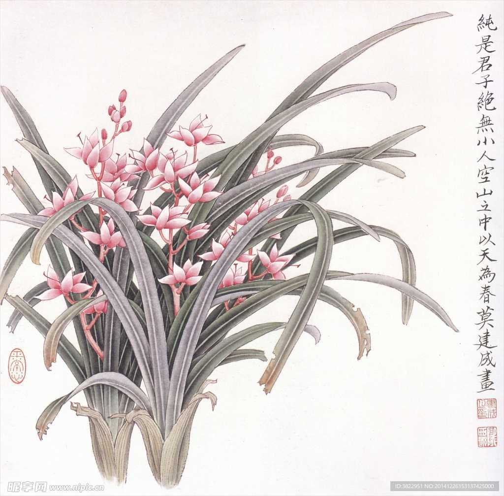 兰花工笔画