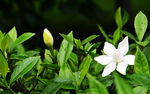 栀子花