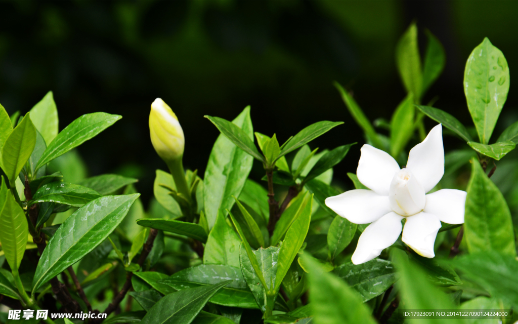 栀子花