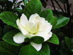 栀子花