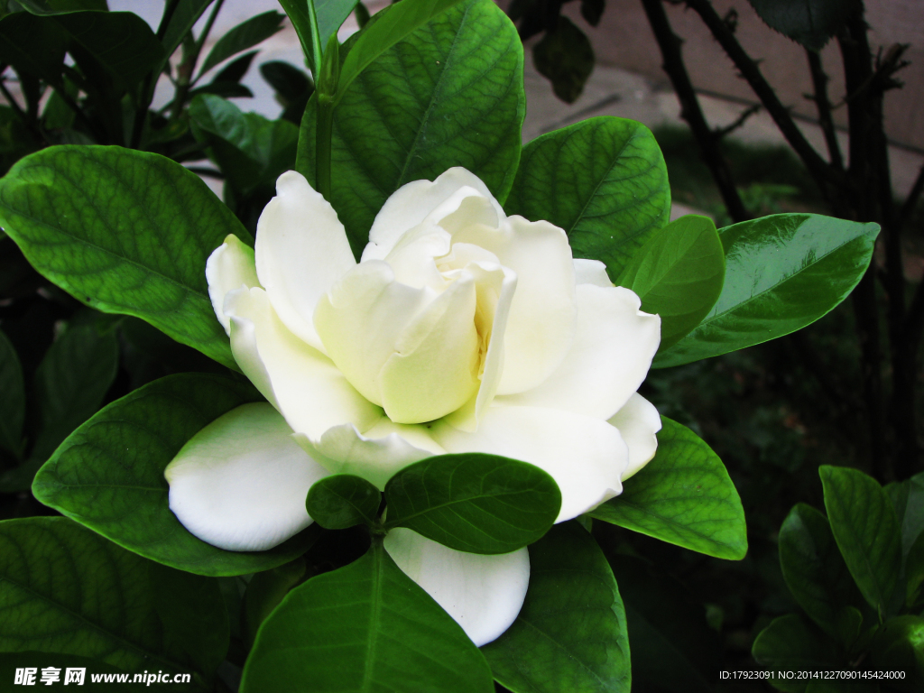 栀子花